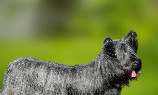 skye-terrier-images-browse-725-stock-photos-vectors-and-video