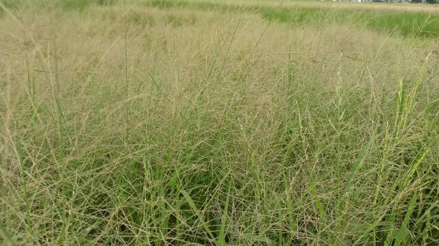 Eragrostis trichodes
