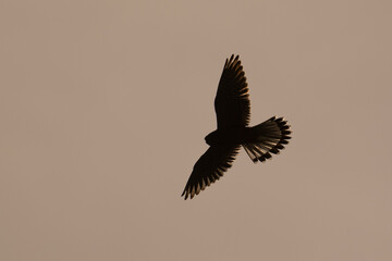 Turmfalke
