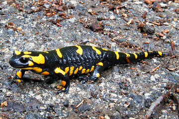 salamander on a path