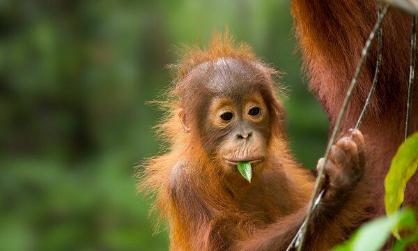 Critically Endangered Tapanuli Orangutan in Sumatra Rainforest