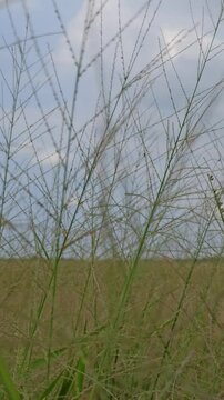 Eragrostis trichodes
