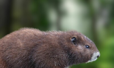 Endangered Vancouver Island Marmot in Natural Habitat