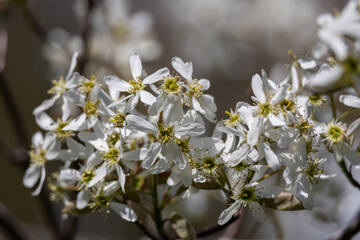 Blooming white flower blossoms on serviceberry (amelanchier alnifolia) tree branches in spring