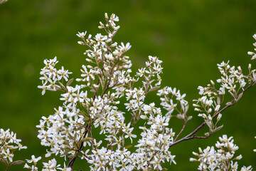 Blooming white flower blossoms on serviceberry (amelanchier alnifolia) tree branches in spring