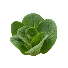 Obraz premium Vibrant Green Lettuce Leaves Unfolding Gracefully, a Stunning Display of Nature's Beauty, Isolated 