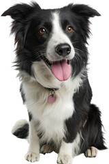 Happy border collie with joyful expression, showcasing its playful nature in half body view. This friendly dog exudes warmth and charm, making it delightful companion
