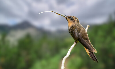 Hook-billed Hermit Hummingbird – Rare Tropical Bird in Natural Habitat