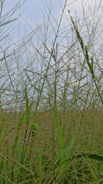 Eragrostis trichodes
