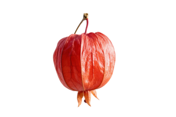 PNG Bright red chinese lantern plant on black background