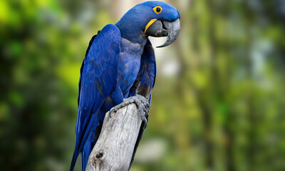 Hyacinth Macaw – Vibrant Blue Parrot in Natural Tropical Habitat