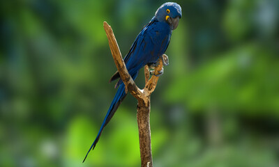 Hyacinth Macaw – Vibrant Blue Parrot in Natural Tropical Habitat