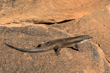 Australian Tree Skink