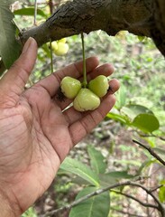Three White Water Apples Held in Palm While Hanging from Tree