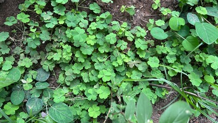 Patch of Fresh Green Clovers Growing on Ground in Natural Light