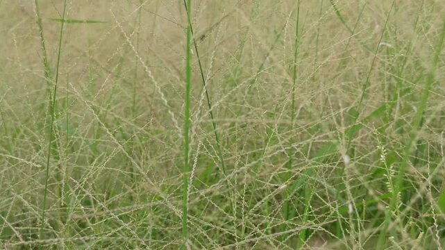 Eragrostis trichodes

