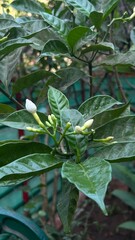 Mogra Plant Branch with White Fragrant Mongra Flower Buds