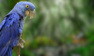 Hyacinth Macaw – Vibrant Blue Parrot in Natural Tropical Habitat