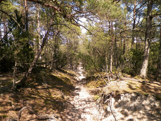 Forest in Stilo. Northern Poland.