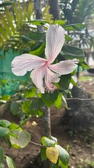 Light Pink Hibiscus Flower in Full Bloom on the Plant