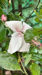Close-Up of Light Pink Hibiscus Flower with Water Droplets on Petals