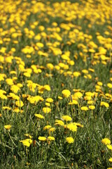 Fototapeta premium Field of yellow flowers with a bright sun shining on them