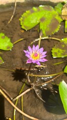 Lotus Flower Bloomed in Water with Lavender Pink Petals and Yellow Center