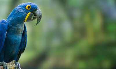 Hyacinth Macaw – Vibrant Blue Parrot in Natural Tropical Habitat