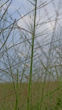 Eragrostis trichodes

