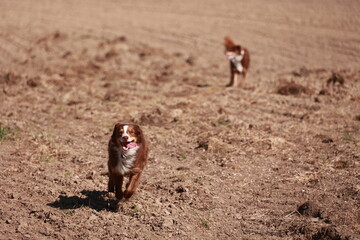 Two dogs are running in a field