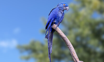 Hyacinth Macaw – Vibrant Blue Parrot in Natural Tropical Habitat