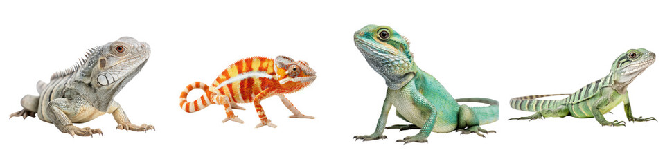 Obraz premium Diverse collection of vibrant exotic lizards and reptiles including geckos chameleons and iguanas showcasing the stunning variety and adaptations found in the natural world