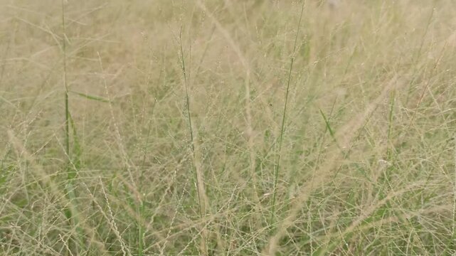 Eragrostis trichodes
