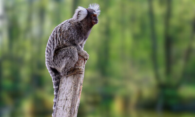 Buffy-headed Marmoset – Rare Endangered Primate in Brazilian Atlantic Forest