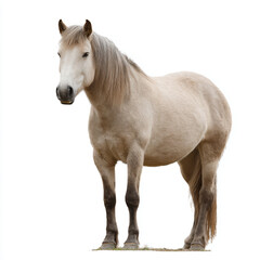 Obraz premium a horse standing on a white surface with a white background