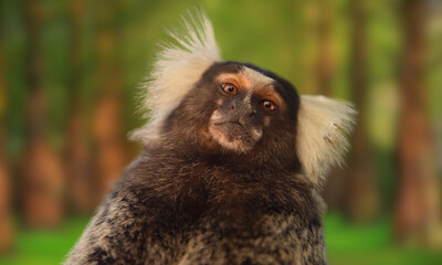 Buffy-headed Marmoset – Rare Endangered Primate in Brazilian Atlantic Forest