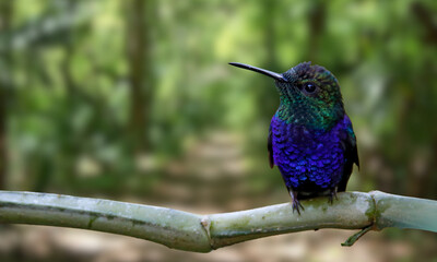 Long-tailed Woodnymph – Endangered Emerald Hummingbird of Brazil’s Atlantic Forest