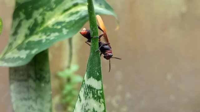 Asian giant hornet
