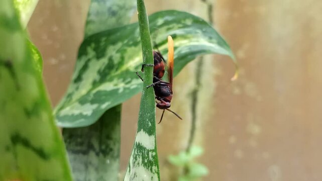 Asian giant hornet
