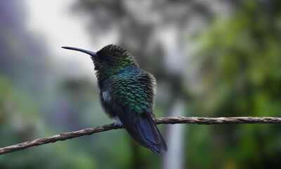 Obraz premium Long-tailed Woodnymph – Endangered Emerald Hummingbird of Brazil’s Atlantic Forest