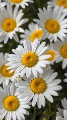Daisies on white background