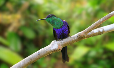 Long-tailed Woodnymph – Endangered Emerald Hummingbird of Brazil’s Atlantic Forest