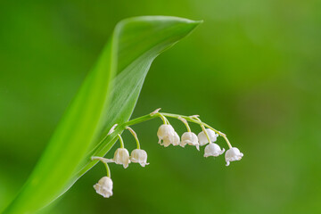 Maiglöckchen © Jan Rzaczek