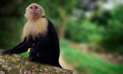 Golden-bellied Capuchin – Endangered Primate with Striking Yellow Fur from Brazil’s Atlantic Forest