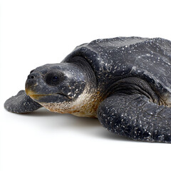 Obraz premium a turtle laying on a white surface with its head turned