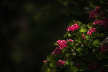 MIDLAND HAWTHORN TREE - A beautiful flowering tree in a the spa garden in Polczyn Zdroj (Poland)
