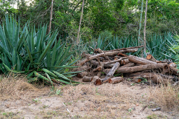 A pile of chopped wood sits next to sharp-leaved agave plants, surrounded by dry grass and forest edge.