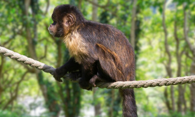 Golden-bellied Capuchin – Endangered Primate with Striking Yellow Fur from Brazil’s Atlantic Forest
