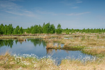 Wollgras am Gewässer