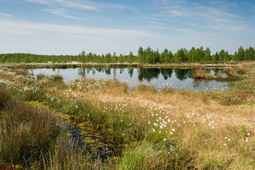 Wollgras am Gewässer